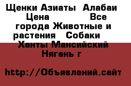 Щенки Азиаты (Алабаи) › Цена ­ 20 000 - Все города Животные и растения » Собаки   . Ханты-Мансийский,Нягань г.